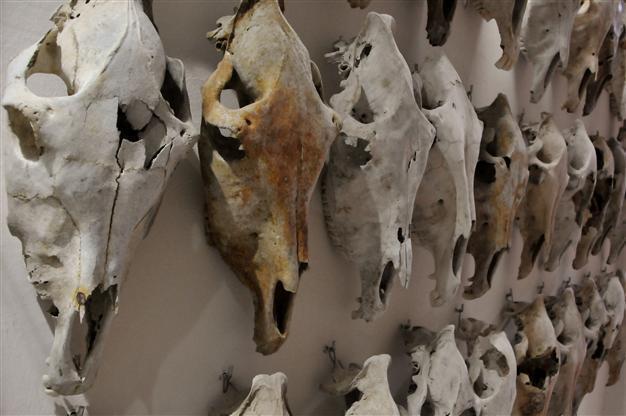 Animal fossils in Istanbul shedding light on history