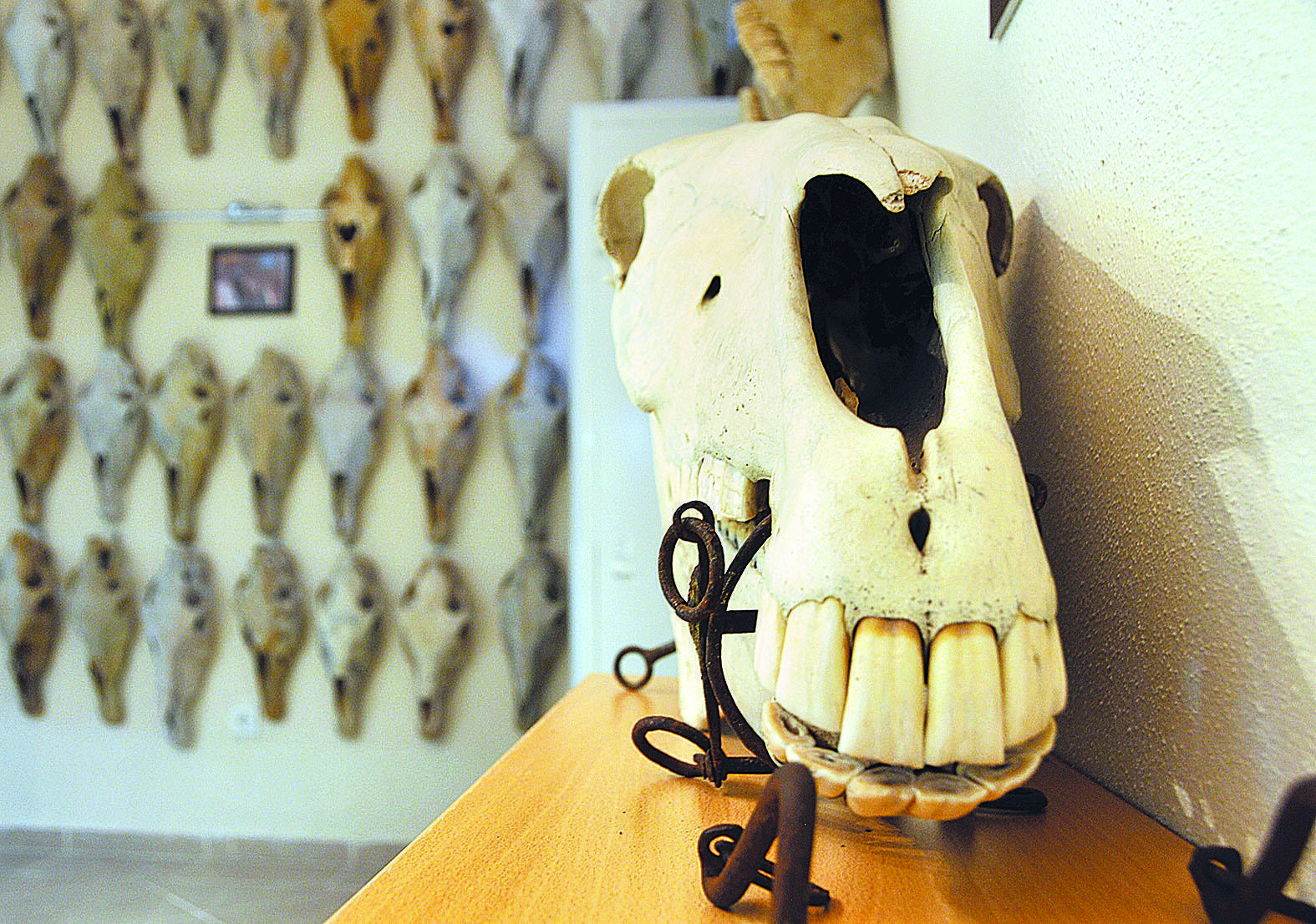 Animal fossils in Istanbul shedding light on history