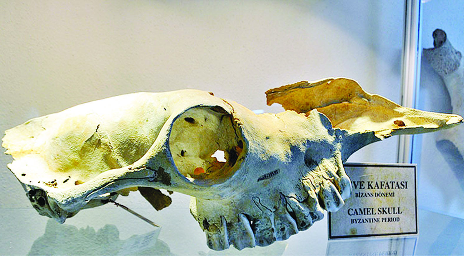 Animal fossils in Istanbul shedding light on history