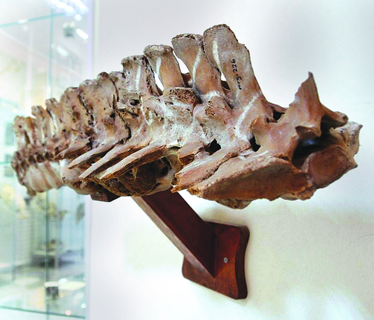 Animal fossils in Istanbul shedding light on history
