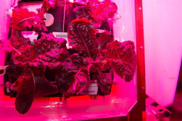 First bite of space-grown lettuce is awesome