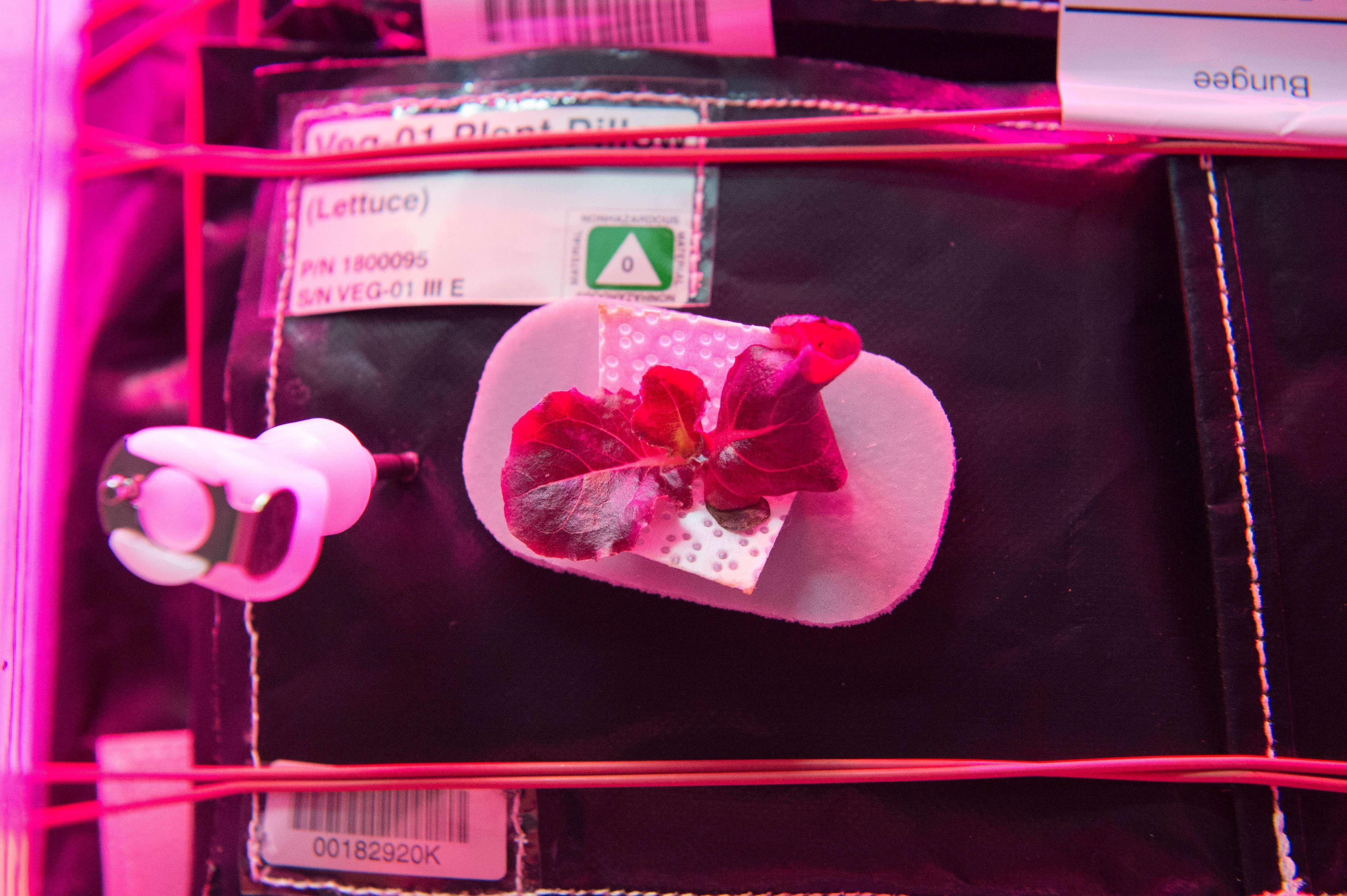 First bite of space-grown lettuce is awesome