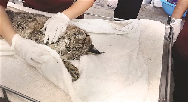 Endangered Caracal shot by hunters in Black Sea province