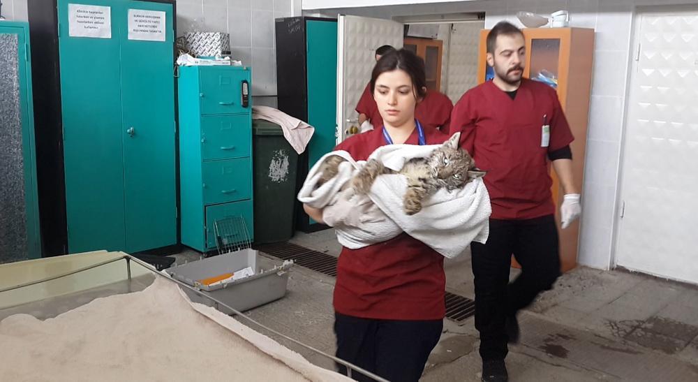 Endangered Caracal shot by hunters in Black Sea province