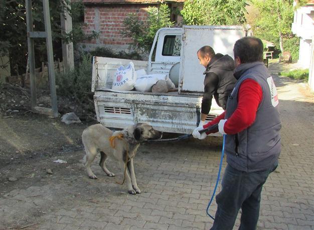 Neighborhood quarantined after rabies detected in northern Turkey
