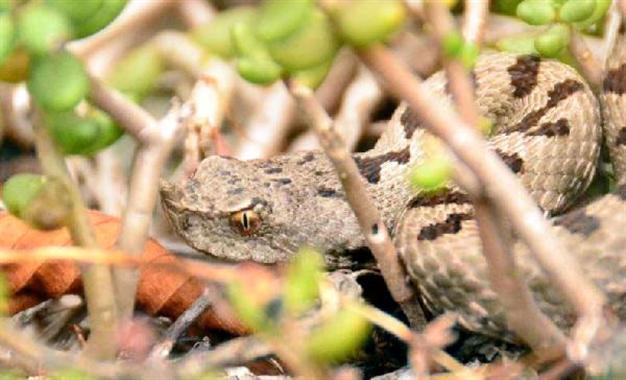Cerastes snake found in the Küre Mountains