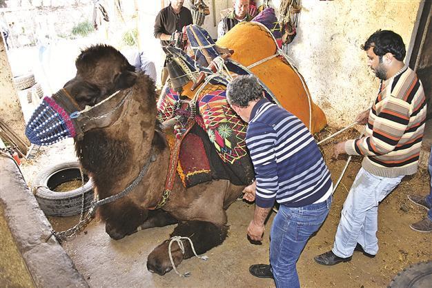 Wrestling camels get ready for new season in Bodrum