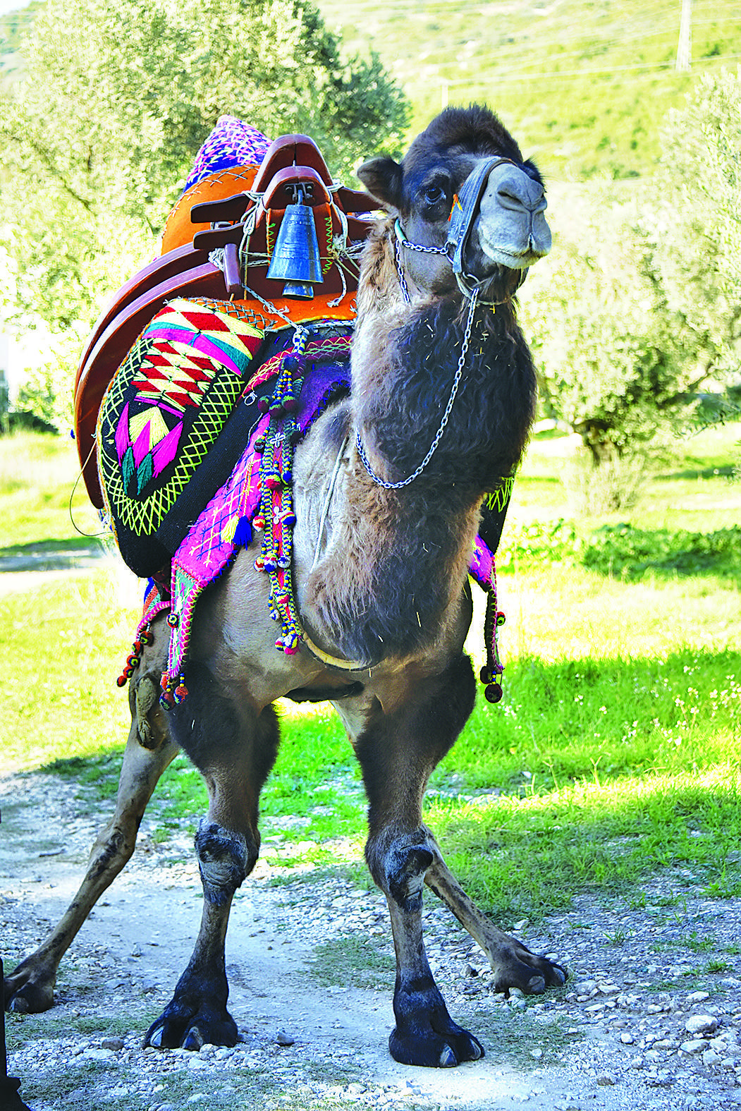 Wrestling camels get ready for new season in Bodrum