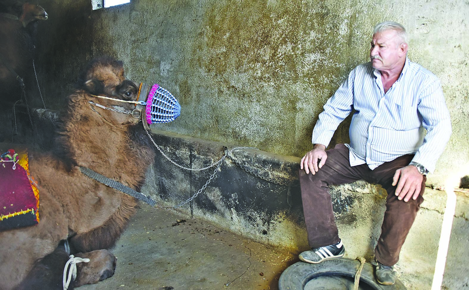 Wrestling camels get ready for new season in Bodrum