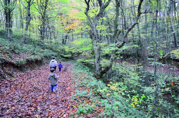 Ottomans’ favorite tree to be planted across northwest Turkey
