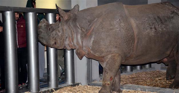 Turkeys first rhino arrives in Kocaeli after seven-hour travel