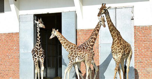 Giraffe Zarife alone no more