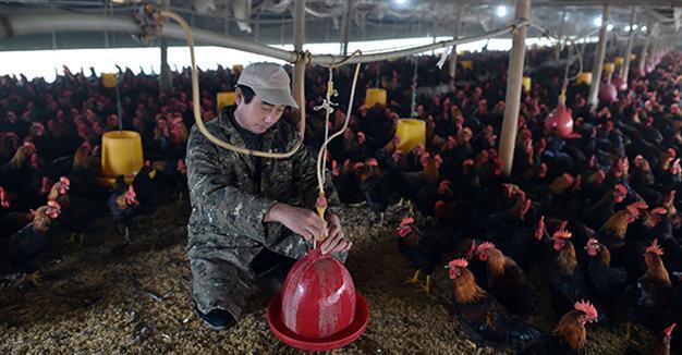 Iraqis ban poultry imports from 24 states