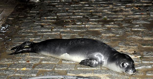 Baby seal shelters from snow in Antalya marina