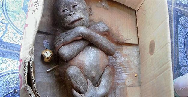 Baby ape recovers after ordeal