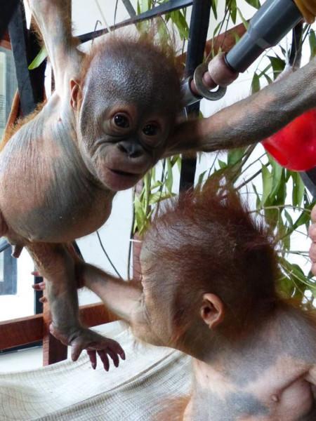 Baby ape recovers after ordeal