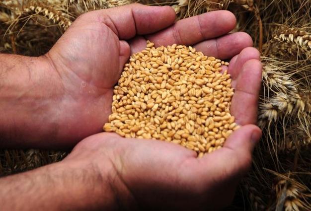 Turkey sees record high wheat production levels but keeps importing due to low quality