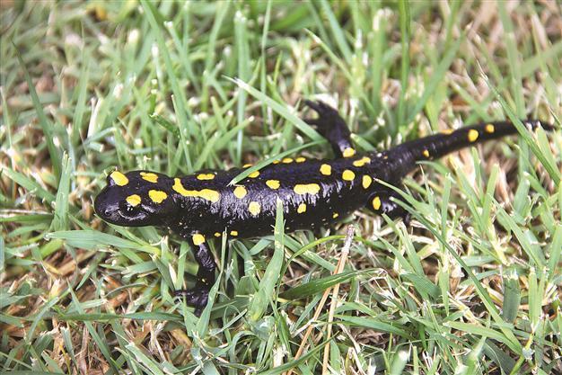 Spotted salamander found in Malatya