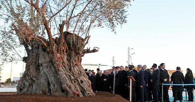 Erdoğan transplants Turkey’s oldest olive tree for ‘green life expo’