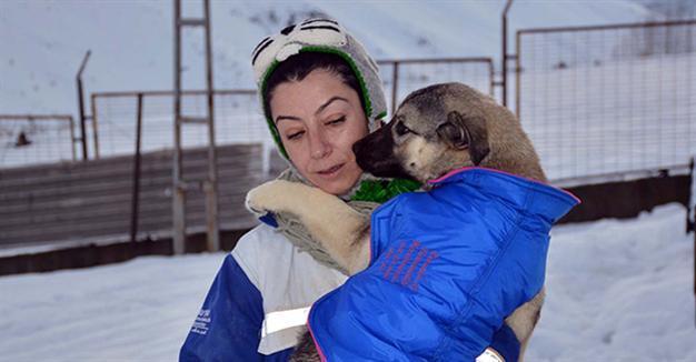 Bitlis’ dogs dressed up against cold