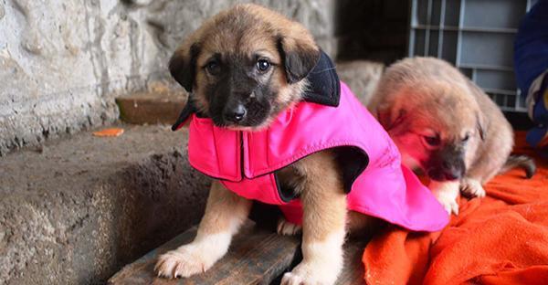 Bitlis’ dogs dressed up against cold