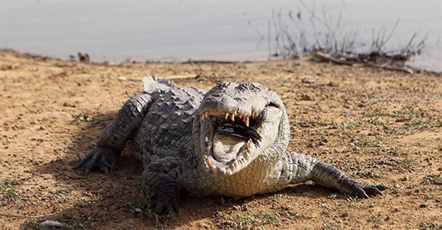 Australia pushes to boost crocodile exports