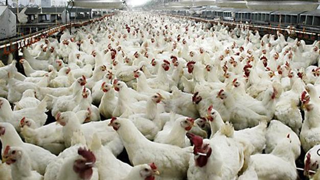 Russia to send 23 tons of chicken back to Turkey