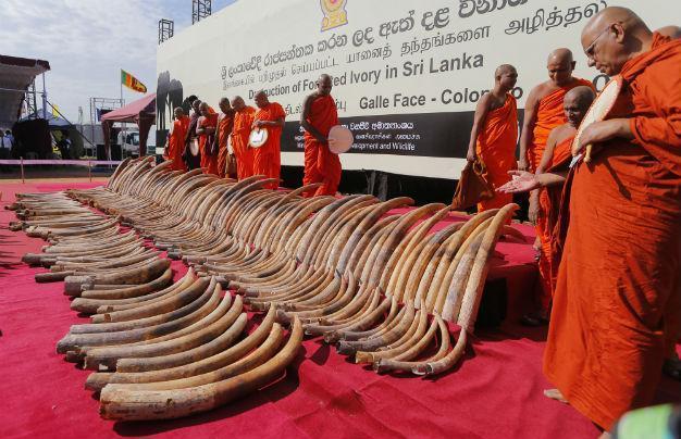 Sri Lanka destroys giant illegal ivory haul