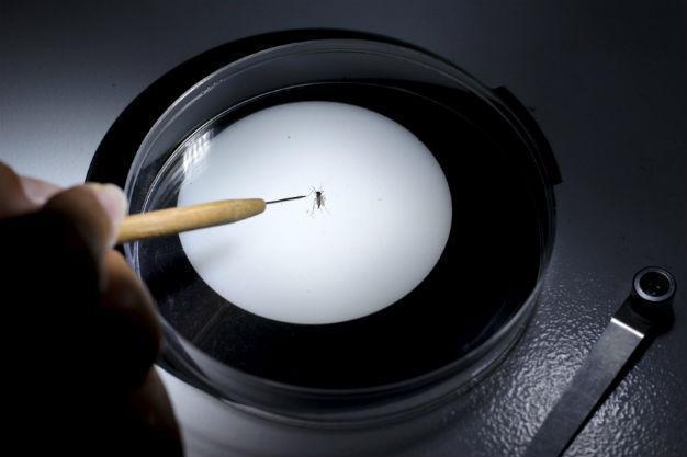 Denmark resident tests positive for Zika virus: DR