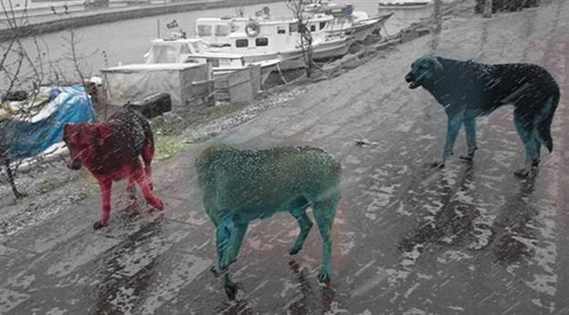 Dogs found colorfully painted near Istanbul factory