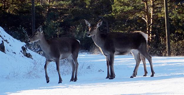 Red deer population rising