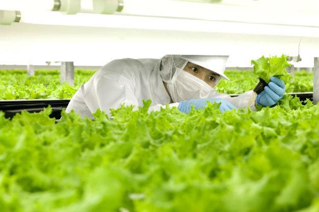 World’s first ‘robot run’ farm to open in Japan