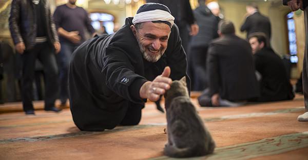 Stray cats make their home in historic Istanbul mosque