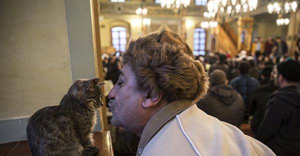 Stray cats make their home in historic Istanbul mosque