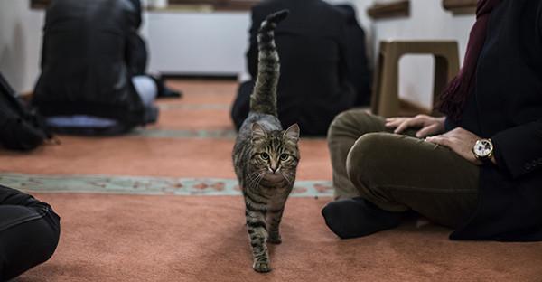 Stray cats make their home in historic Istanbul mosque