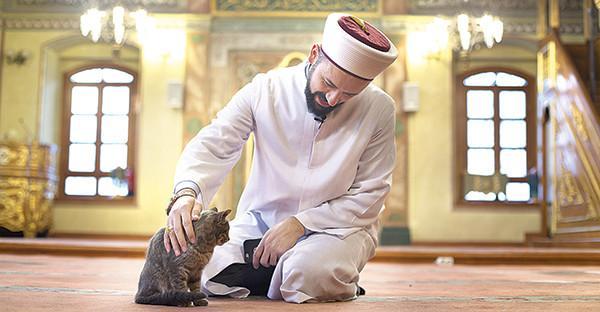 Stray cats make their home in historic Istanbul mosque