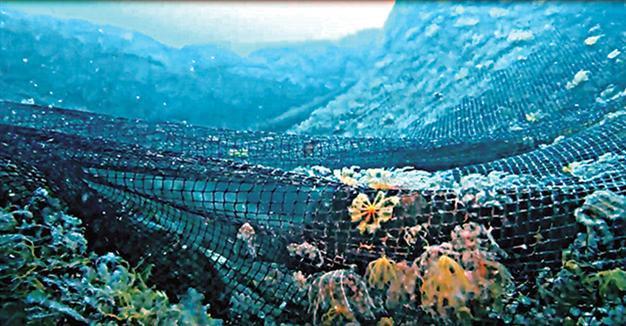 Marine species around Istanbul islands at risk due to seine nets