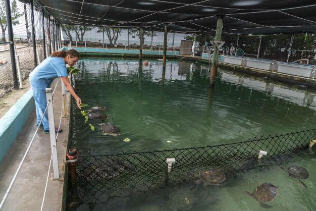 Sea turtles with tumors fill Florida hospital