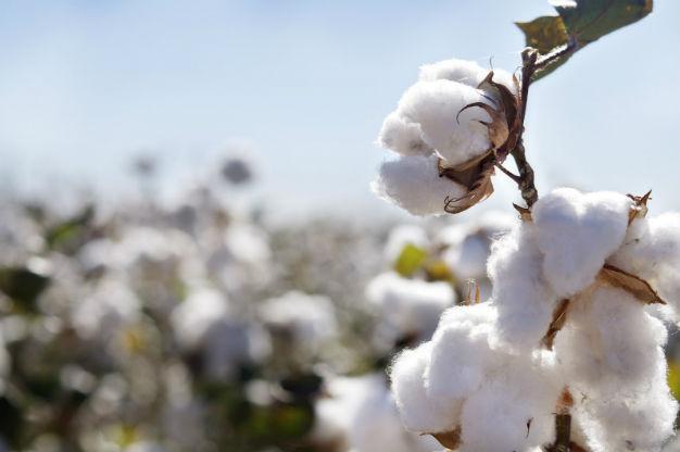 US cotton imports damaging Turkish production: Probe