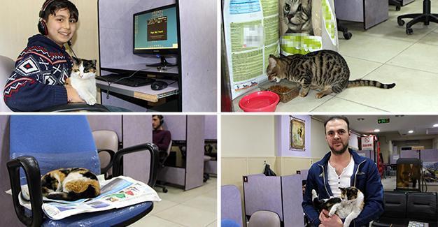 Internet cafe in western Turkey risks closure over hosting stray cats
