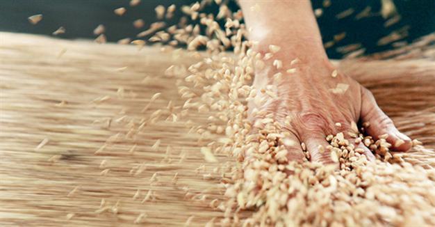 Russian grain exports to remain high in March
