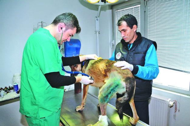 Turkey fined animal abusers 1.2 million liras in 2015: Ministry