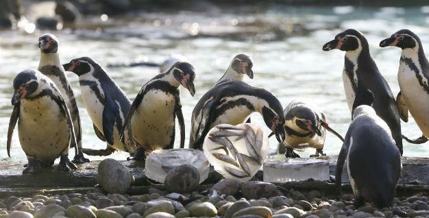 150,000 Antarctica penguins die after iceberg grounding