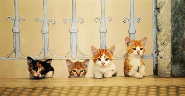 The cat’s meow: New documentary takes on Istanbul’s felines