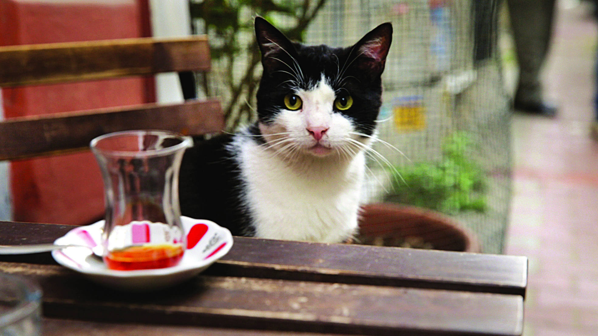 The cat’s meow: New documentary takes on Istanbul’s felines