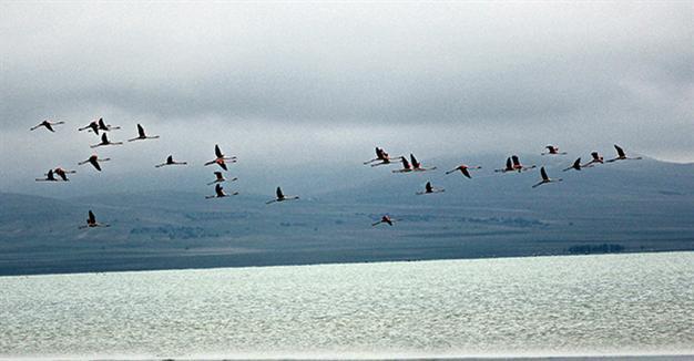 Birds return to Seyfe Lake