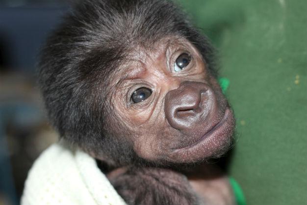 Gorilla born by rare caesarean section delivery at British zoo