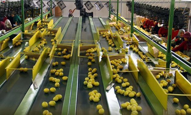 Turkey’s exports of fresh fruit, vegetables declining
