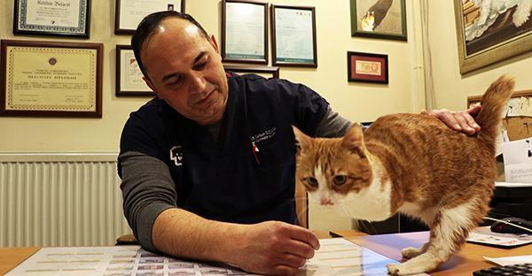 ‘Umut’ becomes mascot of cat hospital in central Turkey