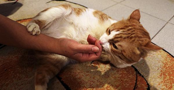 ‘Umut’ becomes mascot of cat hospital in central Turkey